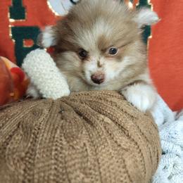 Ivy - Chocolate merle female Pomeranian puppy in Garvin, Oklahoma from Hochatown Awesome Aussies