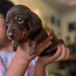 Pistachio (Green collar) - Chocolate and tan male Dachshund puppy in Turlock, California from Dandelion Dachshund