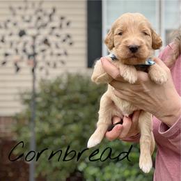 Cornbread - Apricot male Goldendoodle puppy in Mocksville, North Carolina from Little Bear Doodles