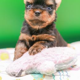 Yorkshire Terrier Puppies from Essence of Grace Yorkies