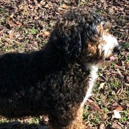 Faith - Goldendoodle