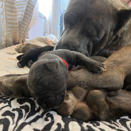 Cane Corso Puppies from Nuovo Inizi Kennels
