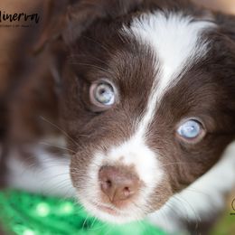 Australian Shepherd, Miniature American Shepherd, Miniature Australian Shepherd, and Toy Australian Shepherd Puppies from TK Standard, Mini, & Toy Aussies