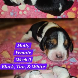 Molly-Purple-Female - Black white and tan female Beagle puppy in Bemidji, Minnesota from Nse Farms Beagles