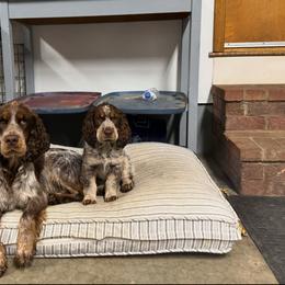 Sandy - Tri-Roan female English Springer Spaniel puppy in Check, Virginia from Little River English Springer Spaniels