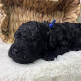 Raz - Rasberry - Black male Goldendoodle puppy in Cleveland, Georgia from The O.G. Doodles