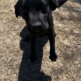 GLORY - Labrador Retriever