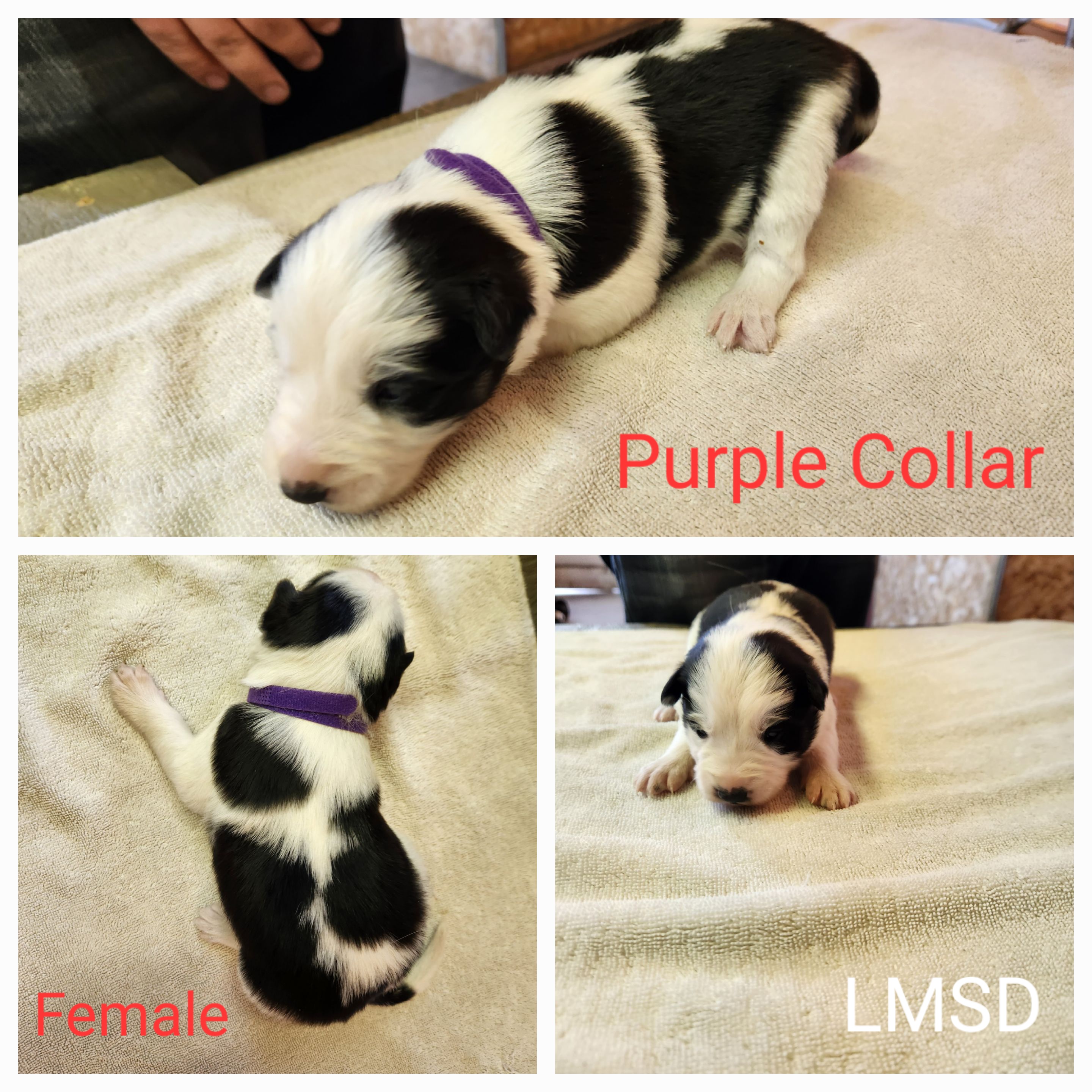 Girl 3 - Border Collie puppy in Idaho from Lacy Mountain Stockdogs