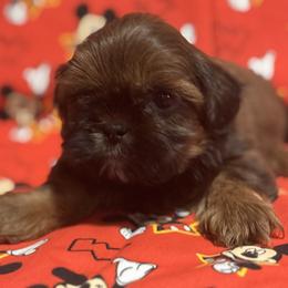 Opie - Red male Shih Tzu puppy in Sharon, Pennsylvania from Keystone Danes and Shih tzus