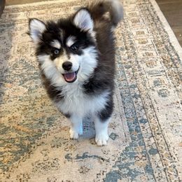 Woody - Black and white male Pomsky puppy in Lewiston, Minnesota from Family Pomsky