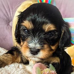 Petra Moon - Black and tan female Cavapoo puppy in Tucson, Arizona from Cavapoo Puppy Parade