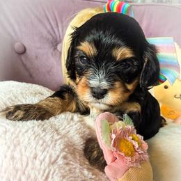 Petra Moon - Black and tan female Cavapoo puppy in Tucson, Arizona from Cavapoo Puppy Parade