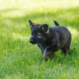 German Shepherd Puppies from Faoladh German Shepherds