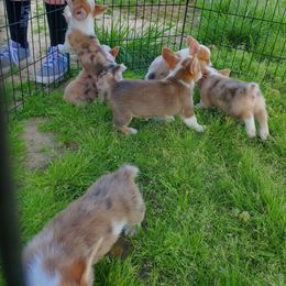 American Corgi Puppies from Thomas Corgi's