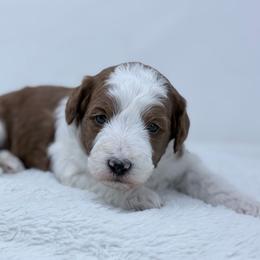 Sundae - Red  female Goldendoodle puppy in Fleming, Colorado from Vandenbark Doodles