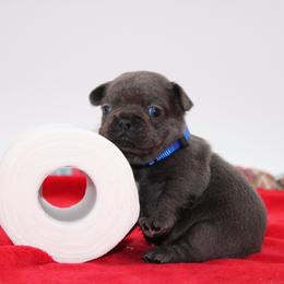 Rick James - Blue male French Bulldog puppy in San Diego, California from Forbes List Frenchies