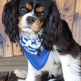 Cavalier King Charles Spaniels from Caney Mountain Cavaliers LLC