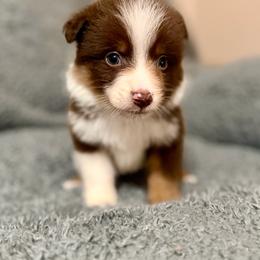 Orion - Red tri-color male Australian Shepherd puppy in Athens, Texas from Ricochet Corgis