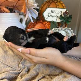 Girl 6 - Black female Poodle puppy in Calimesa, California from Teakwood Poodles of SoCal