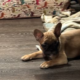 Girl 2 - Fawn and white French Bulldog puppy in Cabool, Missouri from Jessica's French Bulldogs and Dachshunds