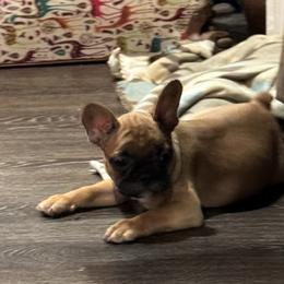 Girl 2 - Fawn and white French Bulldog puppy in Cabool, Missouri from Jessica's French Bulldogs and Dachshunds