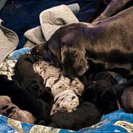 Great Dane puppies from Thistlewood Danes