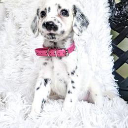 Cranberries- long coat LUA - White and black female Dalmatian puppy in Gray, Georgia from Fuller Spots