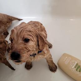 Goldendoodle Puppies from 3 Willows Goldendoodles