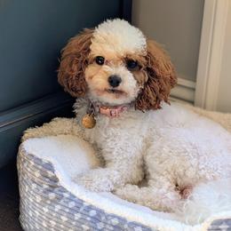 Cavapoos from rose zimmerman