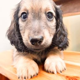 Tater 3500 - Cream male Dachshund puppy in Sylvania, Alabama from Yancey’s Doxies