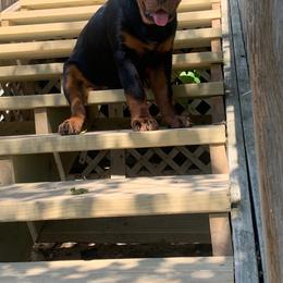 Rottweiler Puppies from Von Nuffosttor Rottweilers