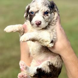 Autumn - Red merle female Aussiedoodle puppy in Eastman, Georgia from Dood B Ranch