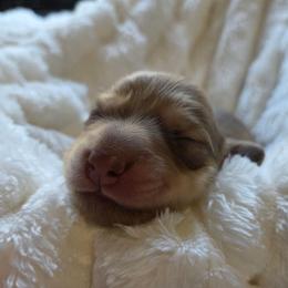 Nemo - Cream male Dachshund puppy in Yacolt, Washington from Cassiopeia Doxies