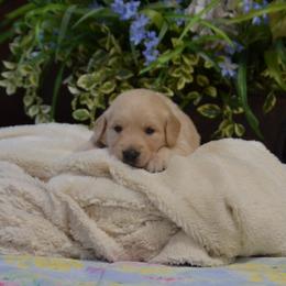 Betty (Aqua collar) - Golden female Golden Retriever puppy in Webster City, Iowa from Whispering Pines Precious Puppies