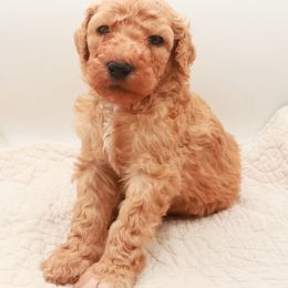 Poodle Puppies from Matlock’s Standard Poodles