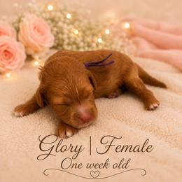 Glory - Red  female Goldendoodle puppy in Huntsville, Alabama from Falcon Ridge Doodles