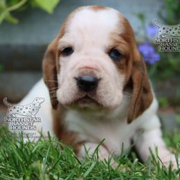 ESPN - Mahogany and white female Basset Hound puppy in Pollock, Missouri from Northstar