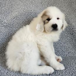 Patch - eye patch badger - White and badger female Great Pyrenees puppy in Monmouth, Maine from Flewelling Great Pyrenees