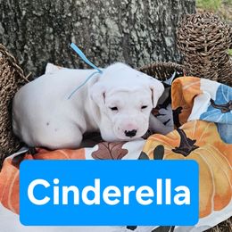 Cinderella - White and black female Dalmatian puppy in Katy, Texas from Lone Star Dalmatians