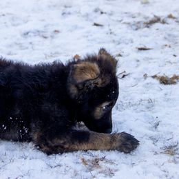 German Shepherd Puppies from Journey's German Shepherds (Kennel Vom Himmel)