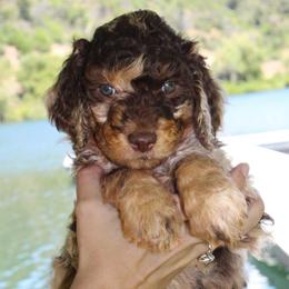 Anna - Red merle female Aussiedoodle puppy in Upper Lake, California from Redwood Aussiedoodles