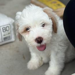 Popsicle - White male Sheepadoodle puppy in Wharton, Texas from Little Fur Friends