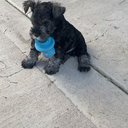Miniature Schnauzer Puppies from Lindow Schnauzers