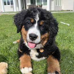 Sheridan - Bernese Mountain Dog