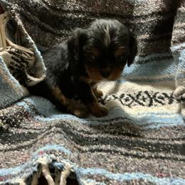 Elf - Black and tan male Cavalier King Charles Spaniel puppy in Bullhead City, Arizona from Country Candy Cavaliers