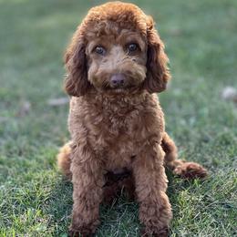 Cora - Goldendoodle