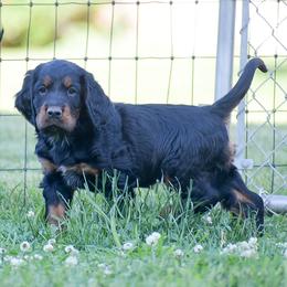 Boy 2 - Black and tan male Gordon Setter puppy in Gordonville, Pennsylvania from Blue Ribbon Setters