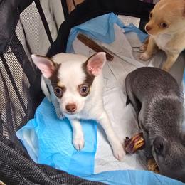 Trixie - Chocolate and white female Chihuahua puppy in Amity, Pennsylvania from Baxters Chihuahuas