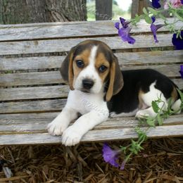 Beagle and Boston Terrier Puppies from Marti Acres ~ Boston Terrier & Beagles