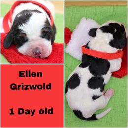 Ellen Grizwold - Black brown and white female Basset Hound puppy in Jacksboro, Texas from Basset Hounds of Jacksboro, Tx